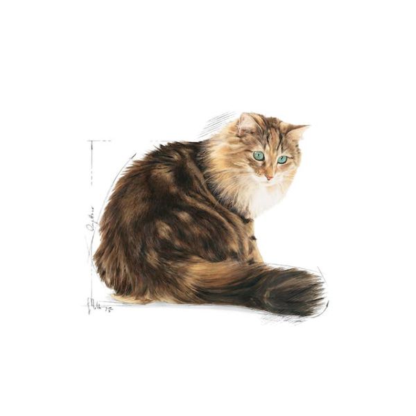 ROYAL CANIN CAT – AGEING 12+