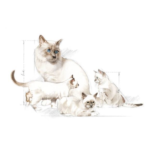 ROYAL CANIN – BABYCAT MILK