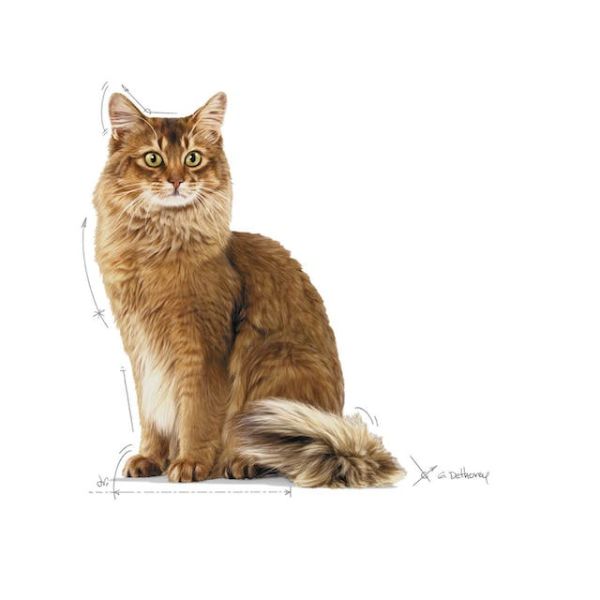 ROYAL CANIN CAT – LIGHT WEIGHT CARE