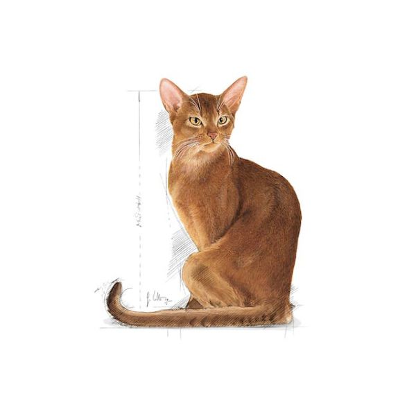 ROYAL CANIN CAT – SAVOUR EXIGENT