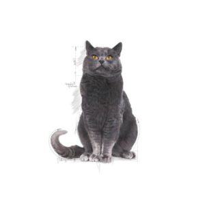 ROYAL CANIN CAT - STERILISED AGEING 12+