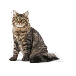 ROYAL CANIN CAT - URINARY CARE