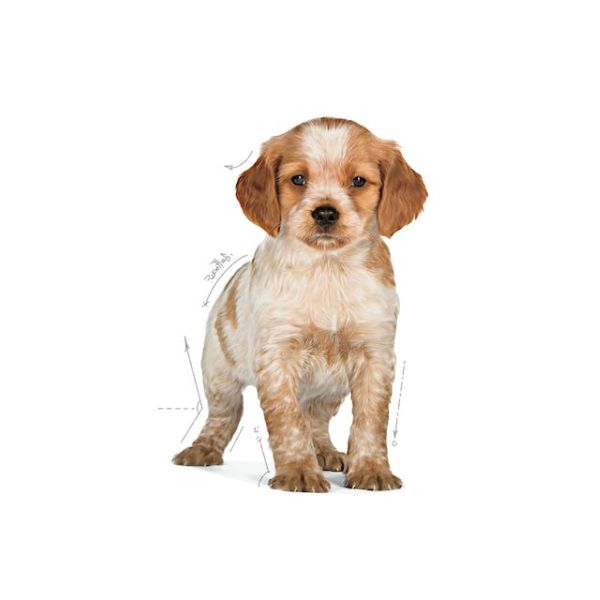 ROYAL CANIN – MEDIUM PUPPY