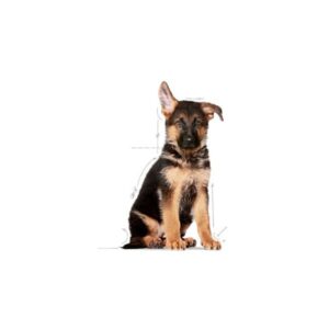 ROYAL CANIN - MAXI PUPPY