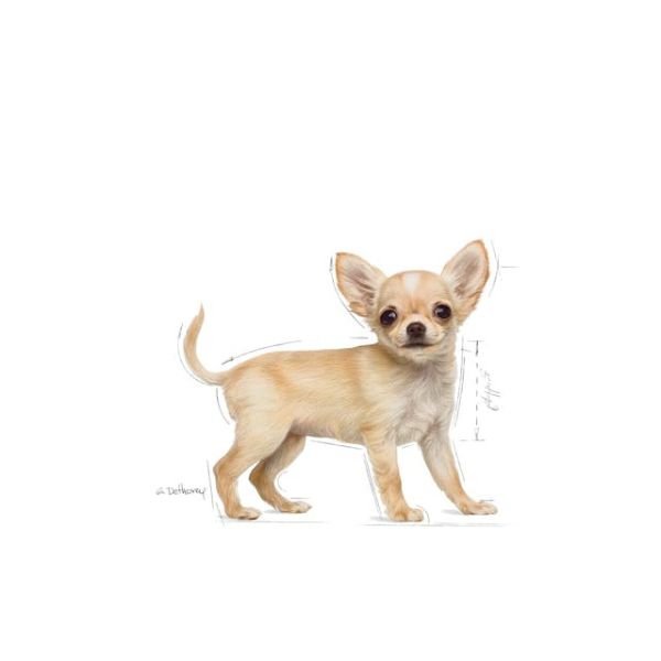 ROYAL CANIN DOG – CHIHUAHUA PUPPY