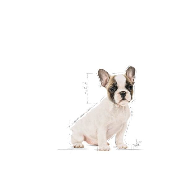 ROYAL CANIN DOG – FRENCH BULLDOG PUPPY