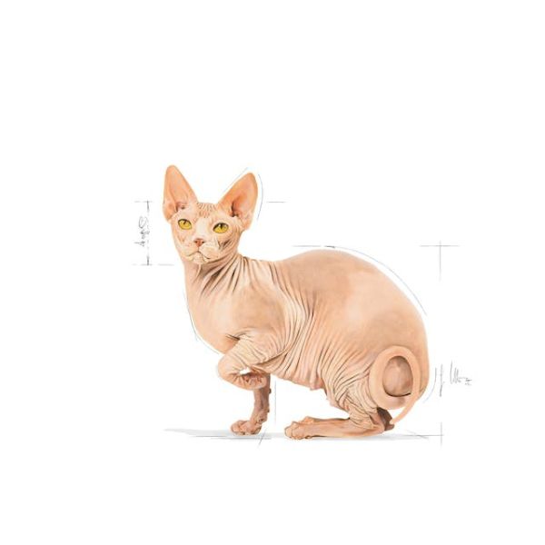 ROYAL CANIN CAT – SPHYNX ADULT